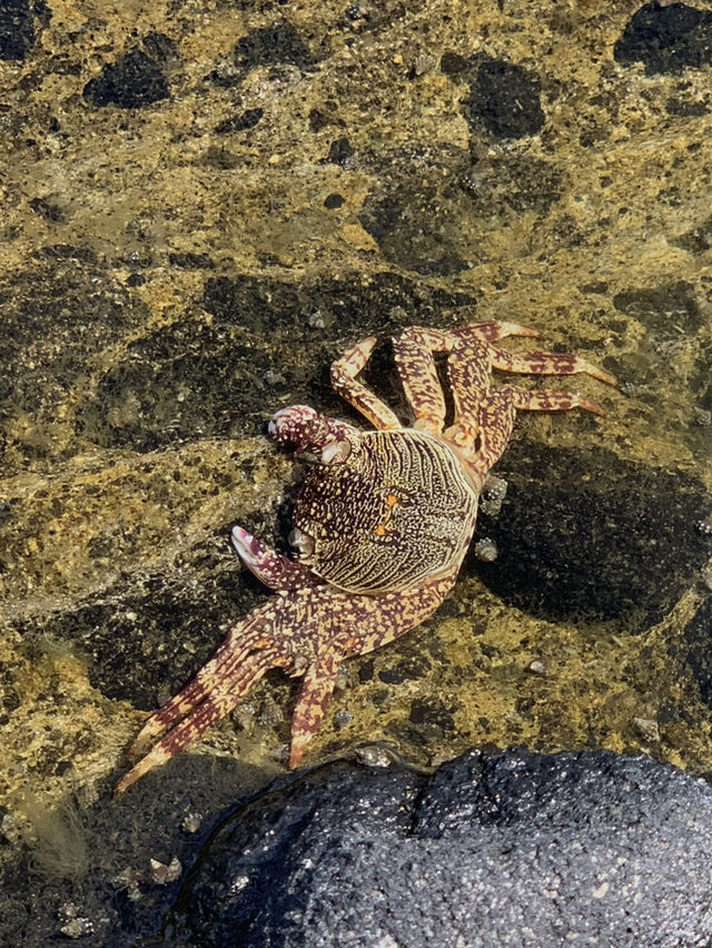  🏝️花蓮秘境景點曝光！「麻糬洞」洗滌身心的海水能量浴🌊✨