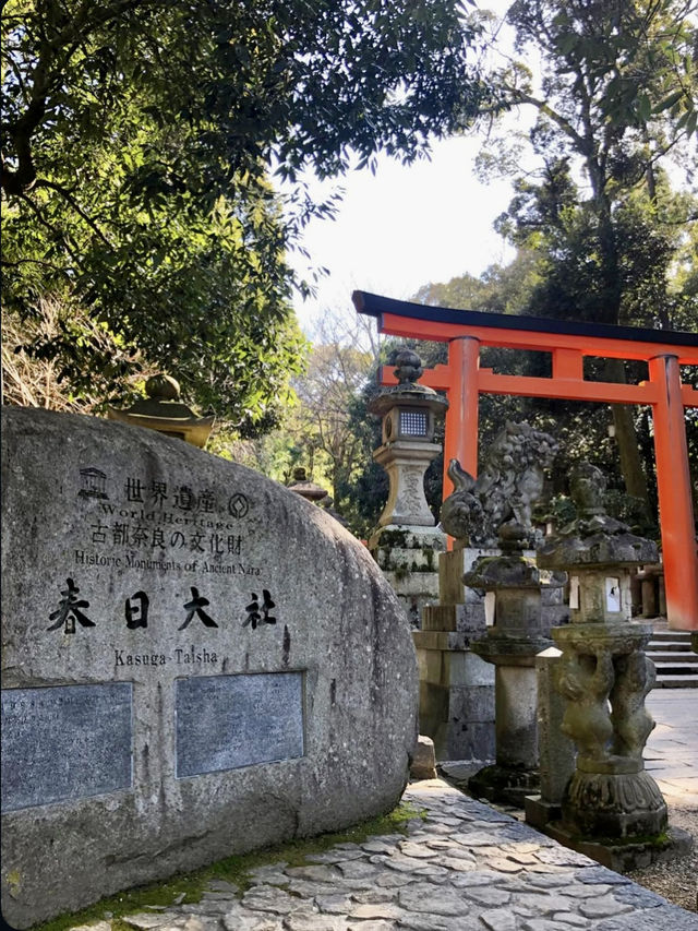A Peaceful Day at Kasuga Taisha Shrine 🦌