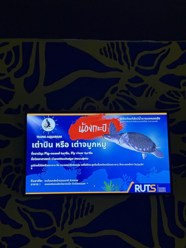 พิพิธภัณฑ์สัตว์น้ำราชมงคลตรัง - ตรัง 🐠