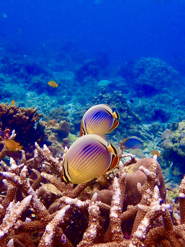 海の中に広がる感動の世界、シミランでしか味わえない体験を🐢🌊✨