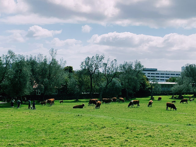 📍Auckland, New Zealand 🇳🇿 奧克蘭，一座可以讓你邊喝咖啡邊登火山、早上看港口帆船、晚上吃移動餐車的城市。✨