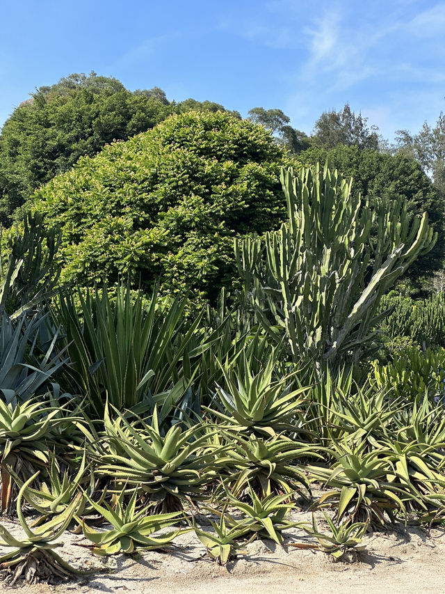廈門園林植物園太美了