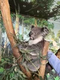 🐨 澳洲維多利亞州的一個受歡迎的私人家族經營動物園🦙🫏🦘🐕