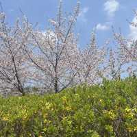 청주 벚꽃이 예쁜 오송호수공원 🌸