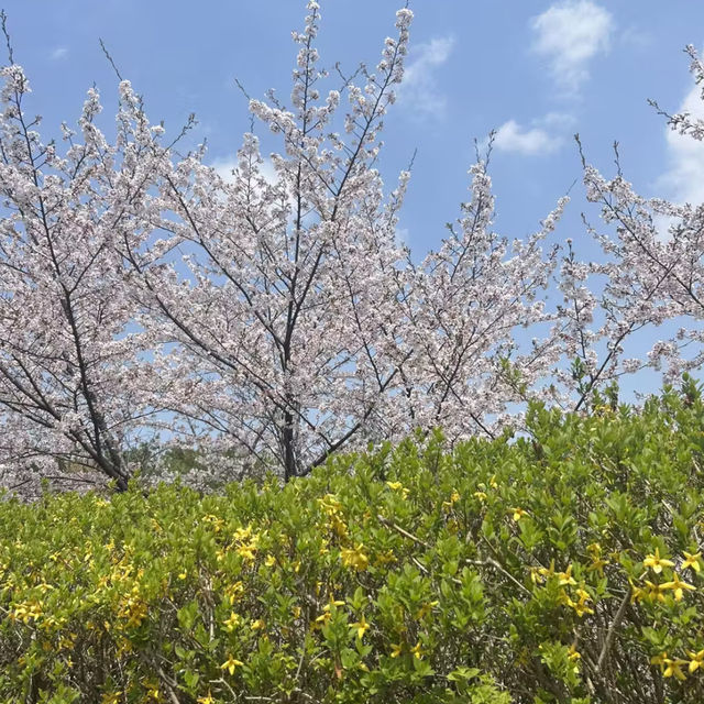 청주 벚꽃이 예쁜 오송호수공원 🌸