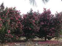 🌺 Camellia Hill – ดินแดนแห่งดอกไม้บนเกาะเชจู
