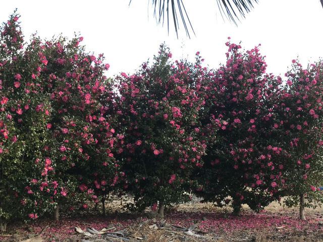 🌺 Camellia Hill – ดินแดนแห่งดอกไม้บนเกาะเชจู