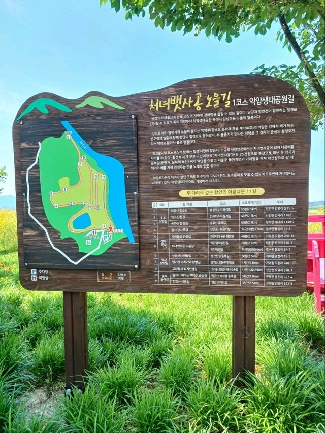 황금빛 물결 속 황홀한 꽃길 산책