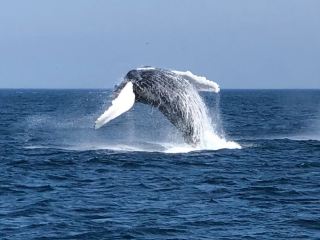 Boston Whale Watching Experience: A Thrilling Journey to Encounter Giants