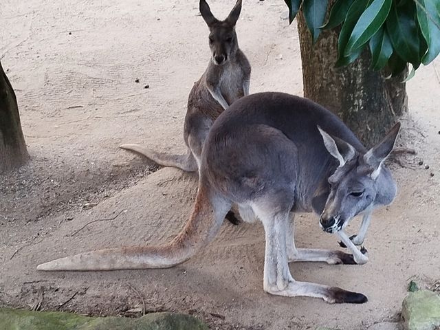 超棒的動物園
