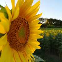 🌻✨ Sunflower Weekend at Kenyon Hall Farm: A Golden Summer Escape