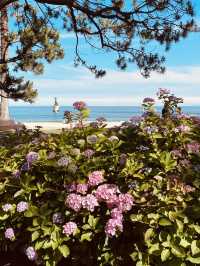 Songnim Park (송림공원), Busan: A Lush Retreat Famous for its Hydrangeas