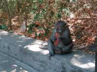 Uluwatu Temple, Bali – Breathtaking Views & Cheeky Monkeys! 🐒🌅🇮🇩