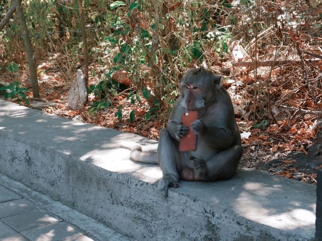 Uluwatu Temple, Bali – Breathtaking Views & Cheeky Monkeys! 🐒🌅🇮🇩