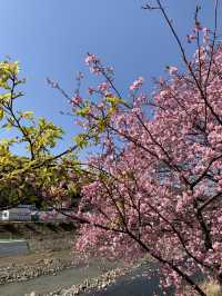 Kawazu Cherry Blossoms