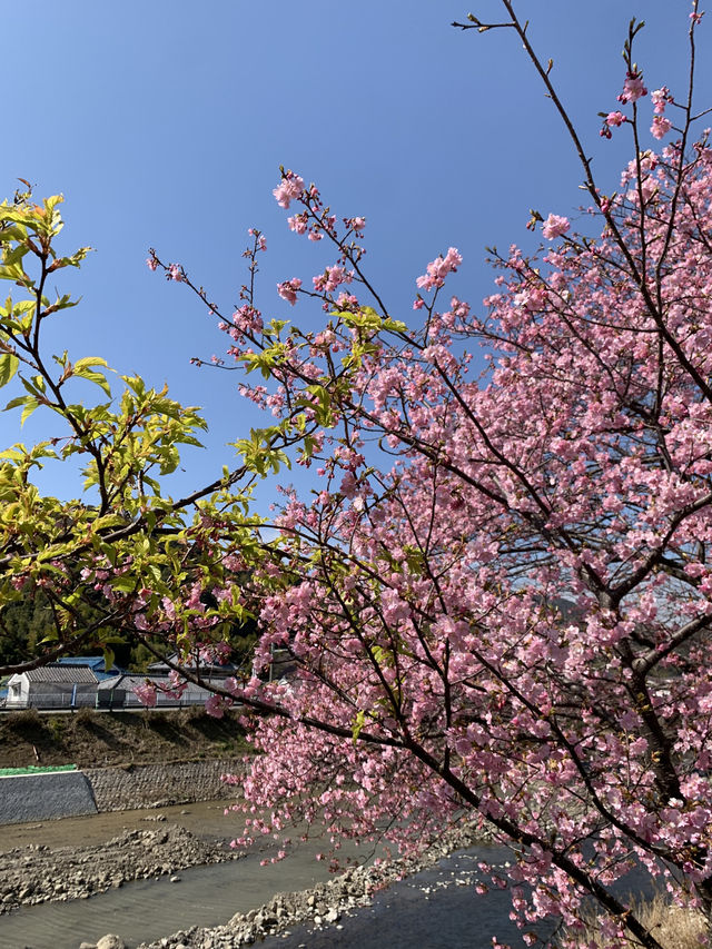 Kawazu Cherry Blossoms