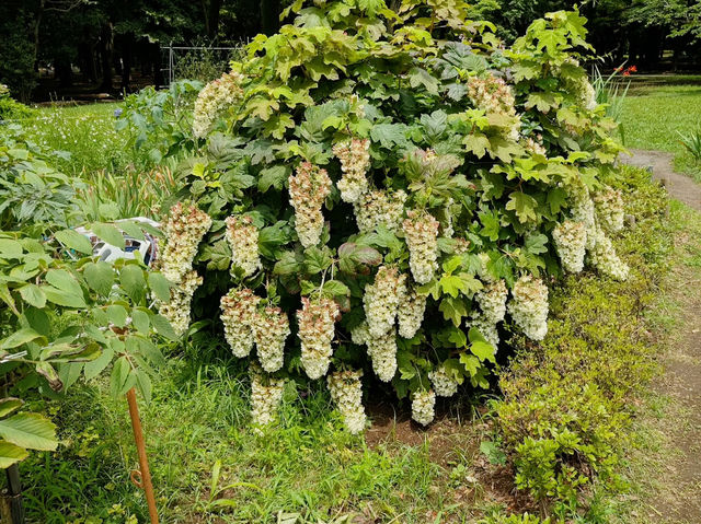 A Floral Escape at Yoyogi Park