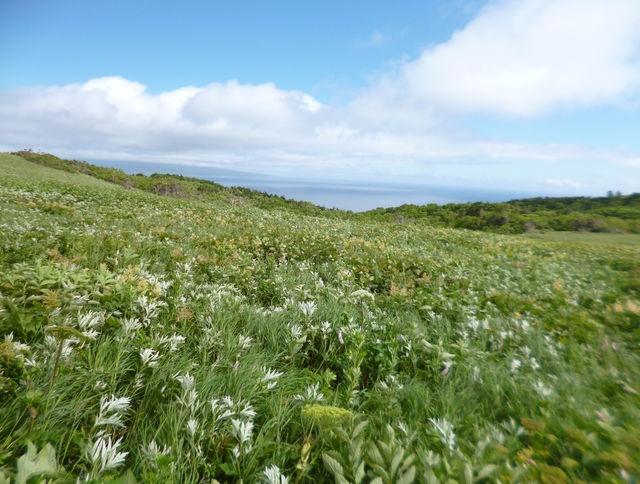 花の浮島　夏の礼文をトレッキング