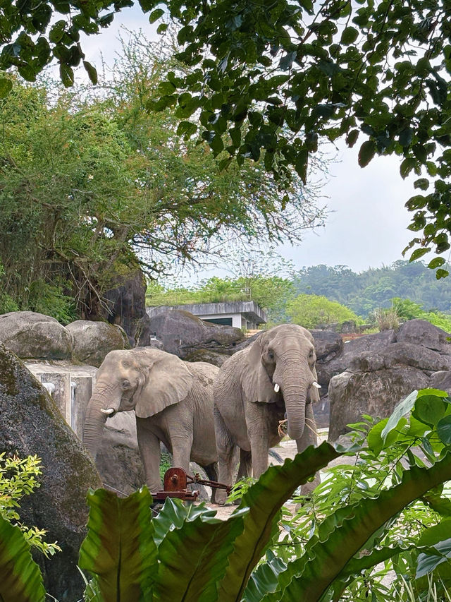 🐾台北市立動物園｜一次療癒整個動物宇宙的親子冒險，一票玩整天超值又開心！