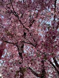Uneo park -Sakura 🌸