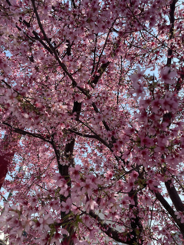 Uneo park -Sakura 🌸