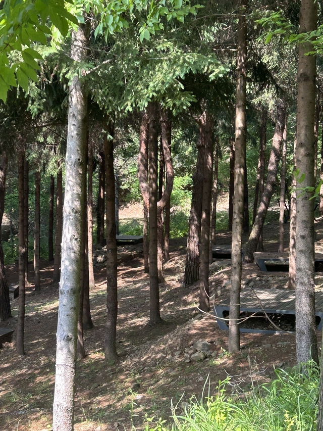 🌿 사계절 숲속 산책, 청주의 힐링 명소 – 미동산수목원