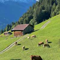 Grindelwald First – Trottibike & Zipline