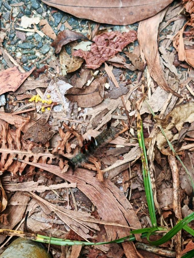 ⛰️ Bukit Kledang, Perak – Choose Your Trail, Choose Your Challenge!
