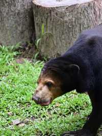 Did You Know?Your Birthday=FREE Entry To Zoo Negara!