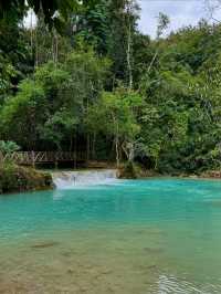 Turquoise Dreams & Jungle Screams 
