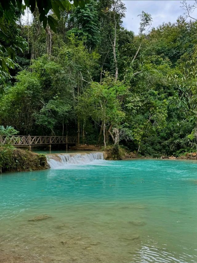 Turquoise Dreams & Jungle Screams 