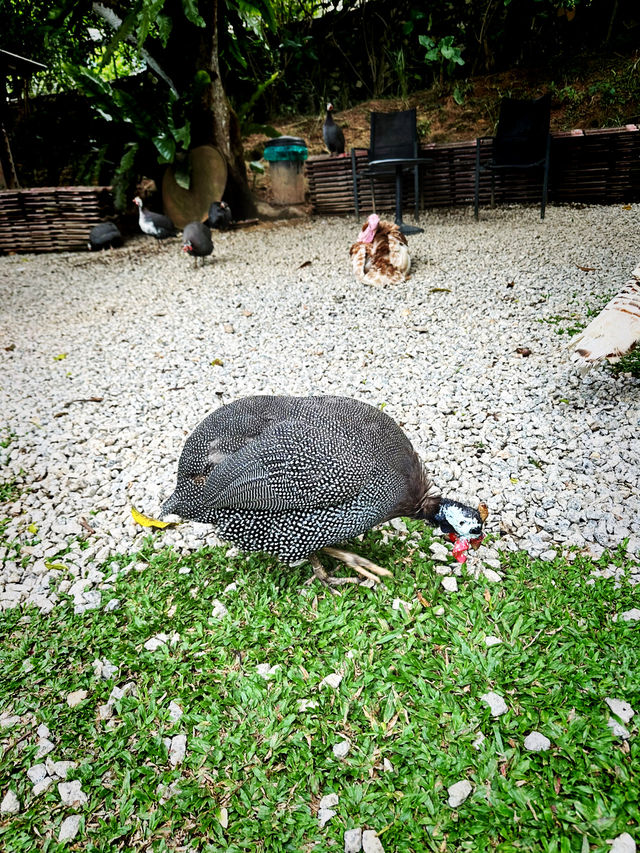 Urban Eden Escape – Kebun-Kebun Bangsar’s Hidden Charm