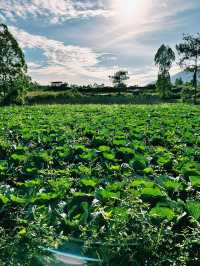 From Fire to Farm: Black Lava Trails of Mount Batur