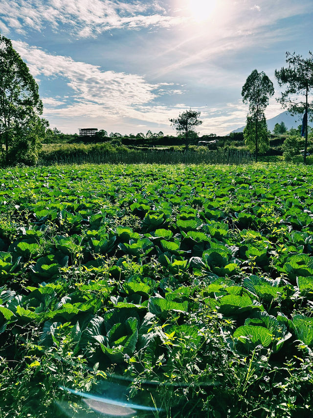 From Fire to Farm: Black Lava Trails of Mount Batur
