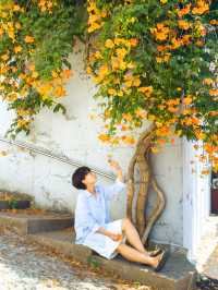 주황빛 여름 능소화로 물드는 거제 보광사🧡