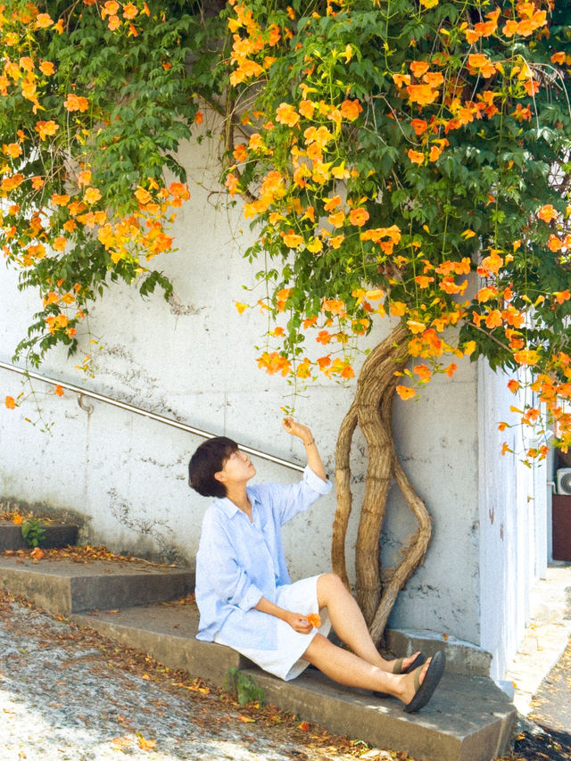 주황빛 여름 능소화로 물드는 거제 보광사🧡