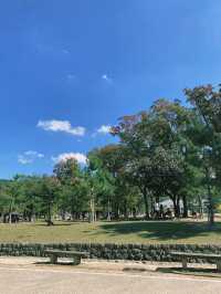 นารา 1 Day Trip – ไปหากวางกันเถอะ