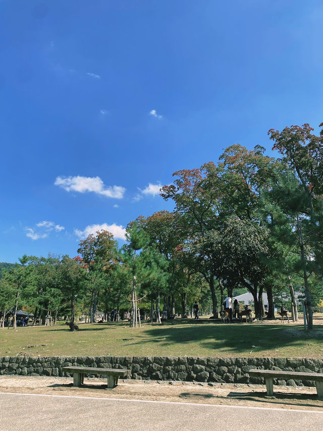 นารา 1 Day Trip – ไปหากวางกันเถอะ