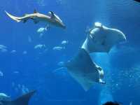 Okinawa Churaumi Aquarium