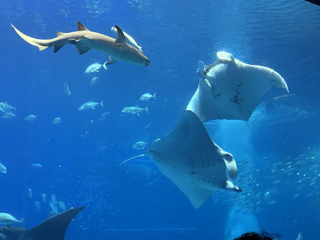 Okinawa Churaumi Aquarium