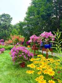 🌸 Summer Bloom at Monet Garden, Tiantan Park Science Garden 🌿
