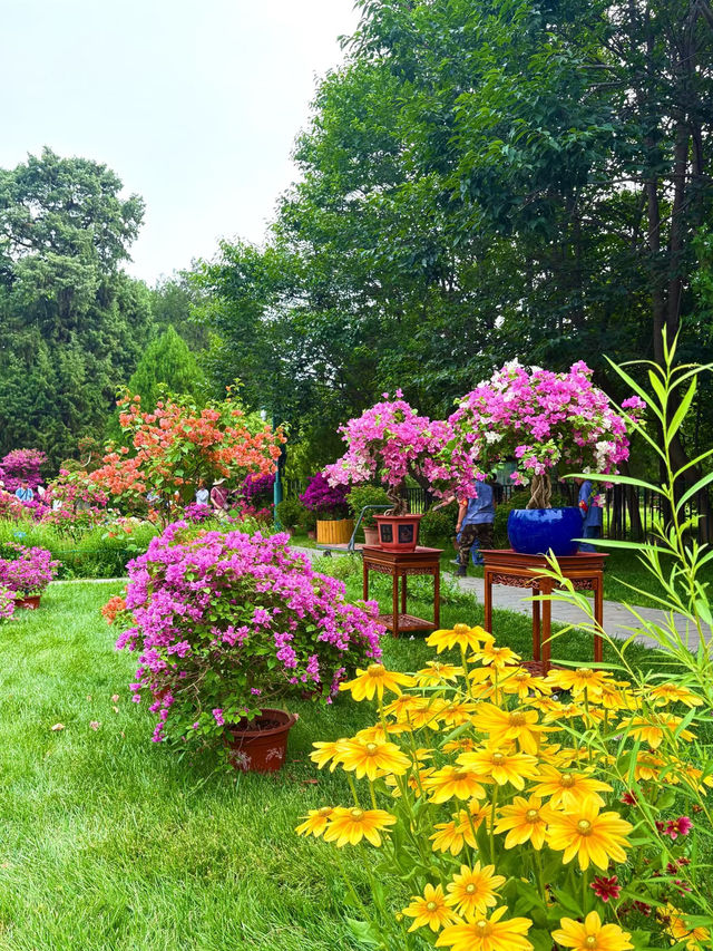 🌸 Summer Bloom at Monet Garden, Tiantan Park Science Garden 🌿