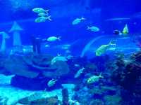 A Stroll Under the Sea in Shanghai Haichang Ocean Park