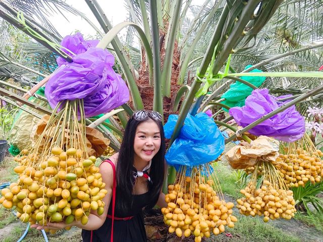  บ้านสวนอินทผาลัมแม่กลอง 