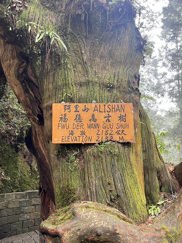 🌲 Walk Among the Clouds: Alishan Suspension Bridge