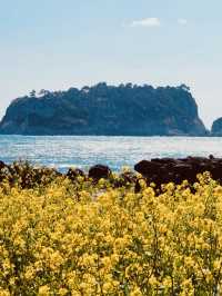 Walking the Sea: Jeju’s “Moses Miracle”