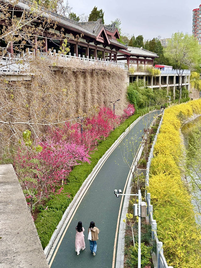 Where History Blooms – A Stroll Through Luoyang Wangcheng Park
