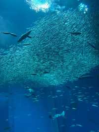 大洗水族館