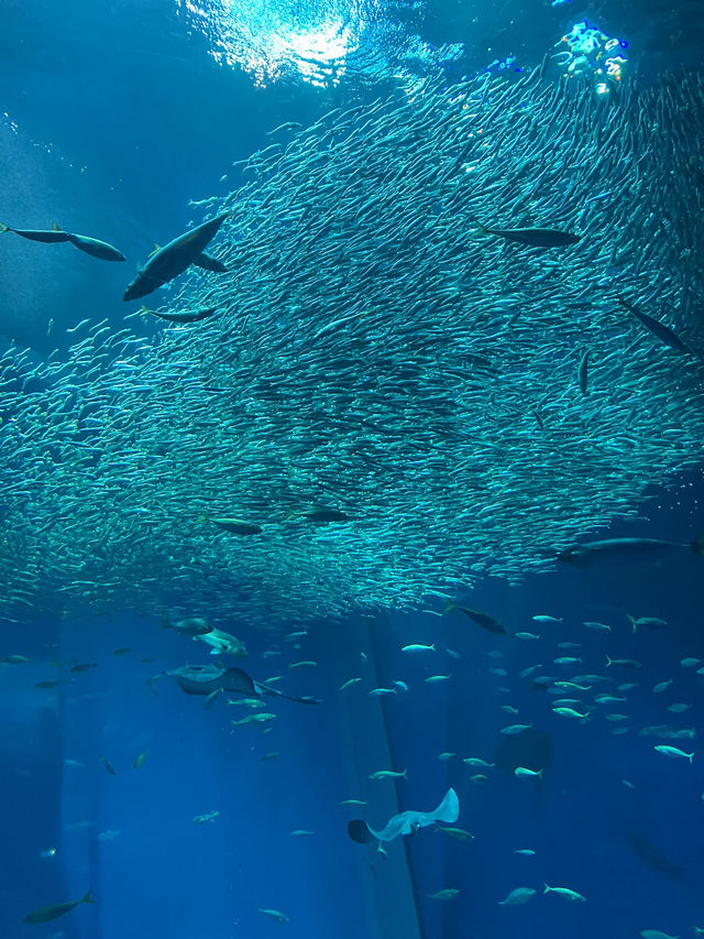 大洗水族館