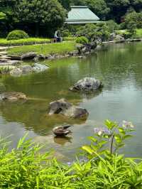 【清澄庭院｜東京深巷裡的幽靜庭園】